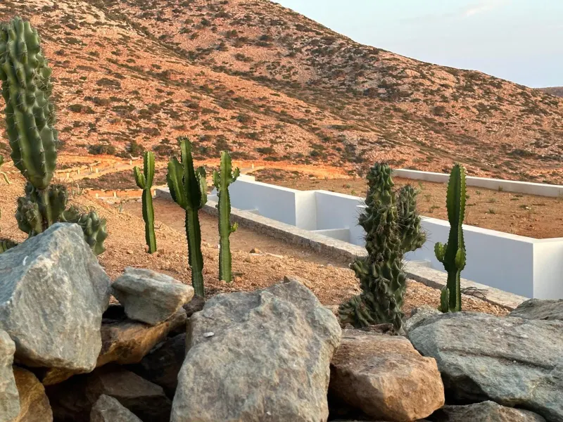 Cactus garden with stone wall and hills