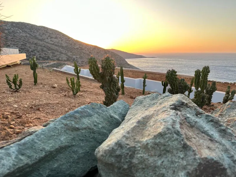 Cactus garden overlooking sea at sunset