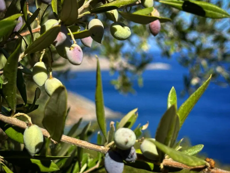 Close-up of olive branch with sea backdrop