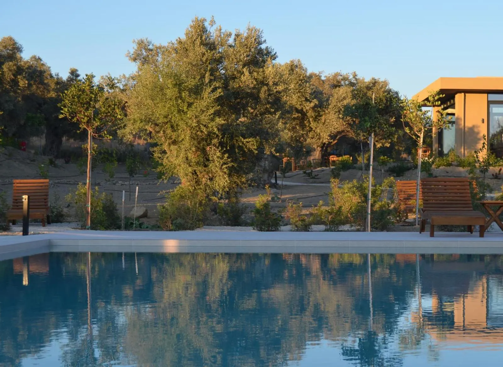 Infield pool surrounded by olive trees at sunset
