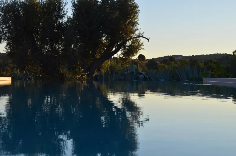 Calm pool reflecting olive trees at dusk