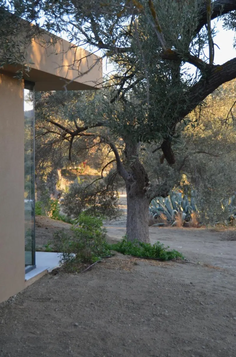 Old olive tree beside modern building corner