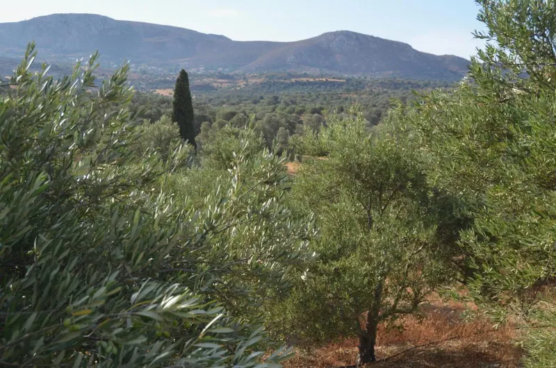 Scenic olive grove landscape with mountains beyond