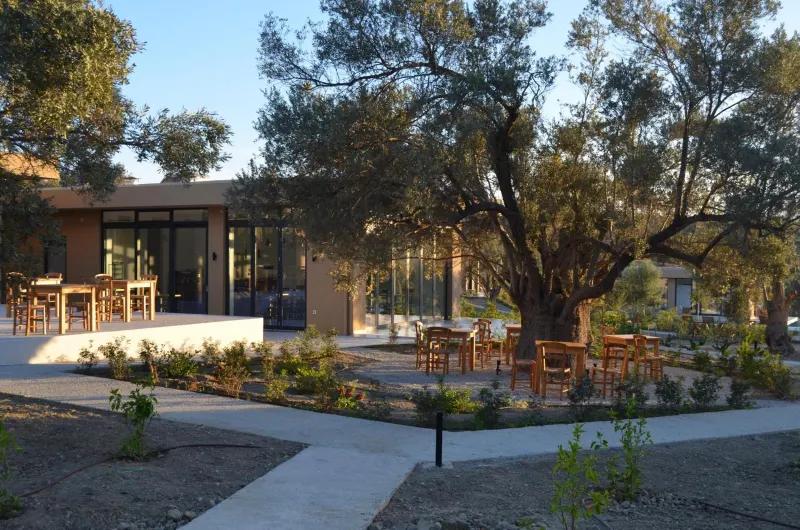 Outdoor dining terrace shaded by large olive tree