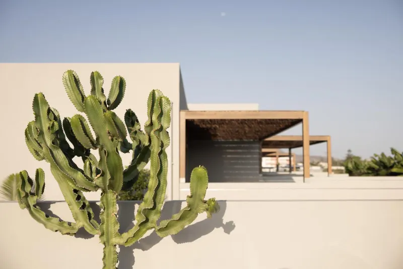 Cactus in front of minimalist villa exterior