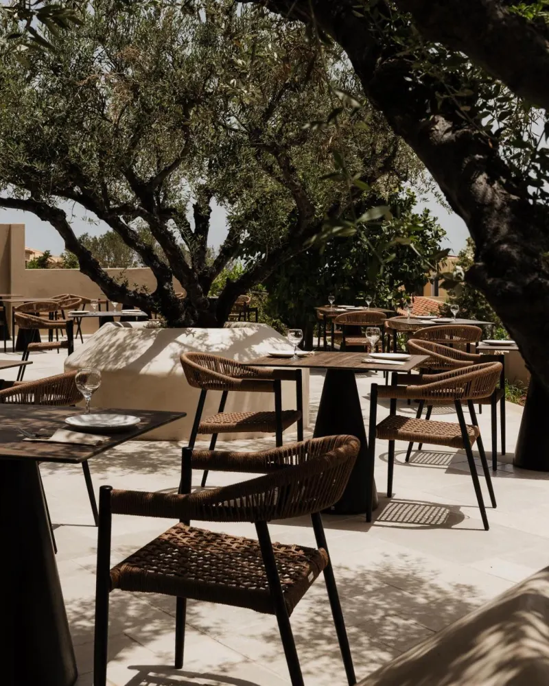Outdoor dining terrace shaded by olive trees